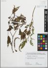 Foto von Salix fragilis L. x Salix pentandra L.